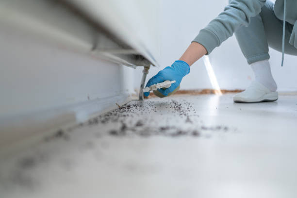 Best Affordable Pest Control Services  in Buford, GA